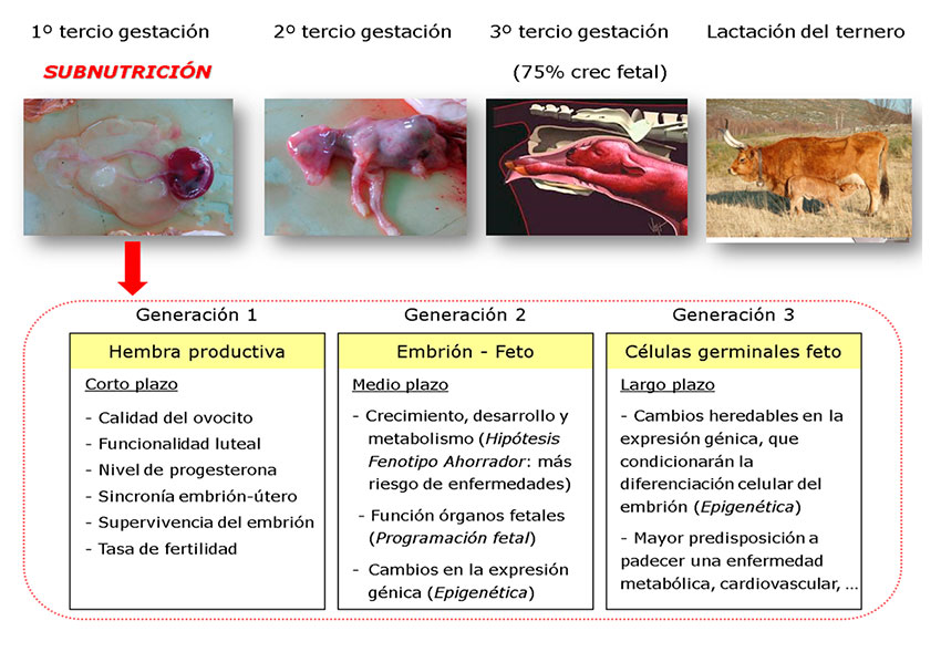 Mortalidad embrionaria en bovinos 