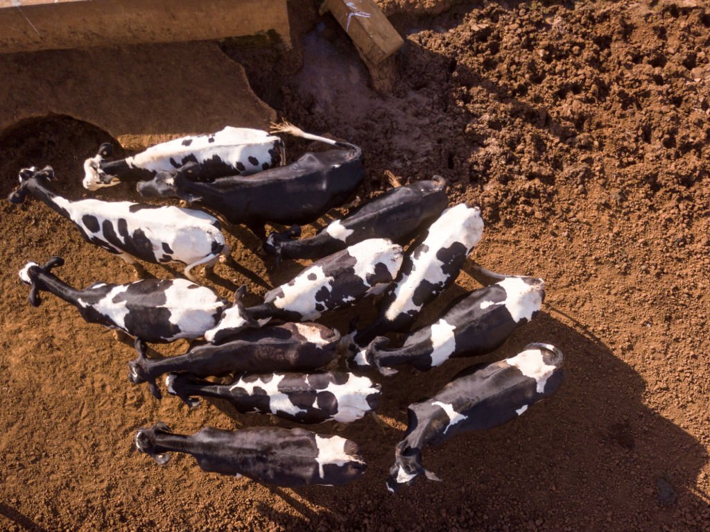 Como incrementar tu producción lechera 