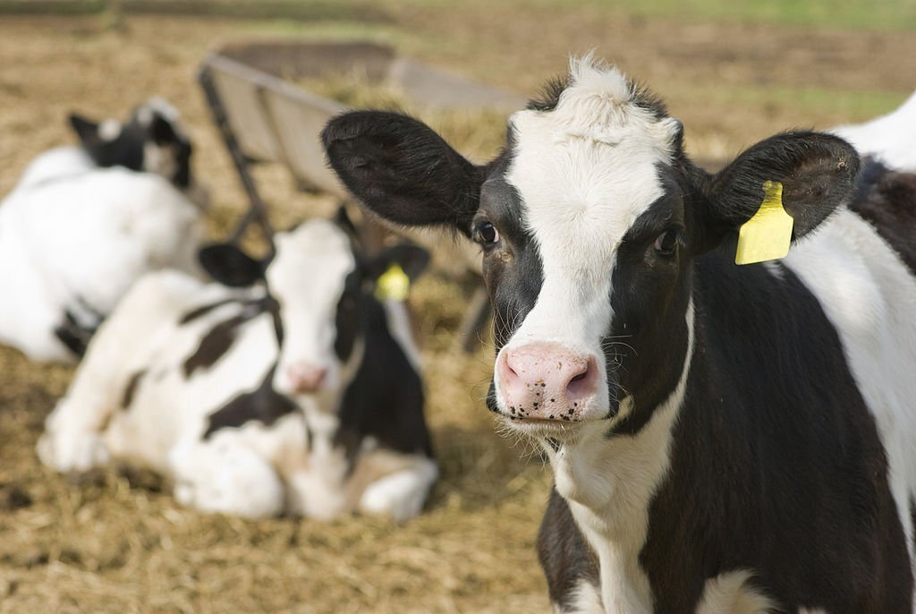 La Raza Holstein y su impacto en la industria lechera