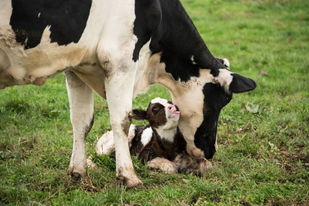 La distocia en las vacas lecheras