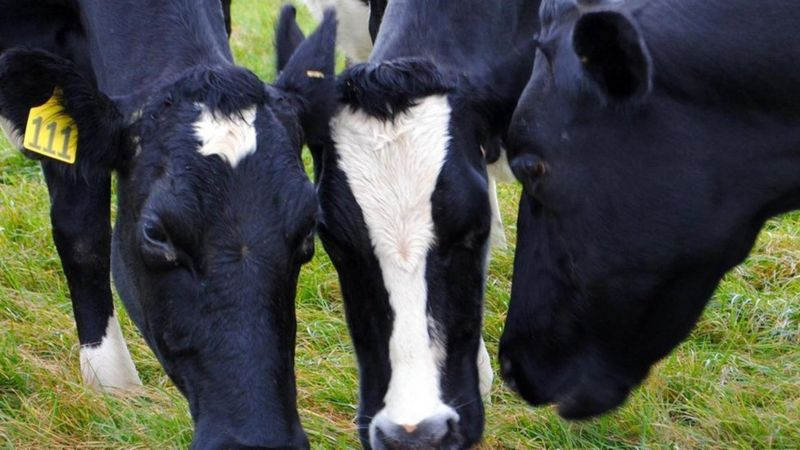 Efectos y emisiones de Gases en Vacas Lecheras