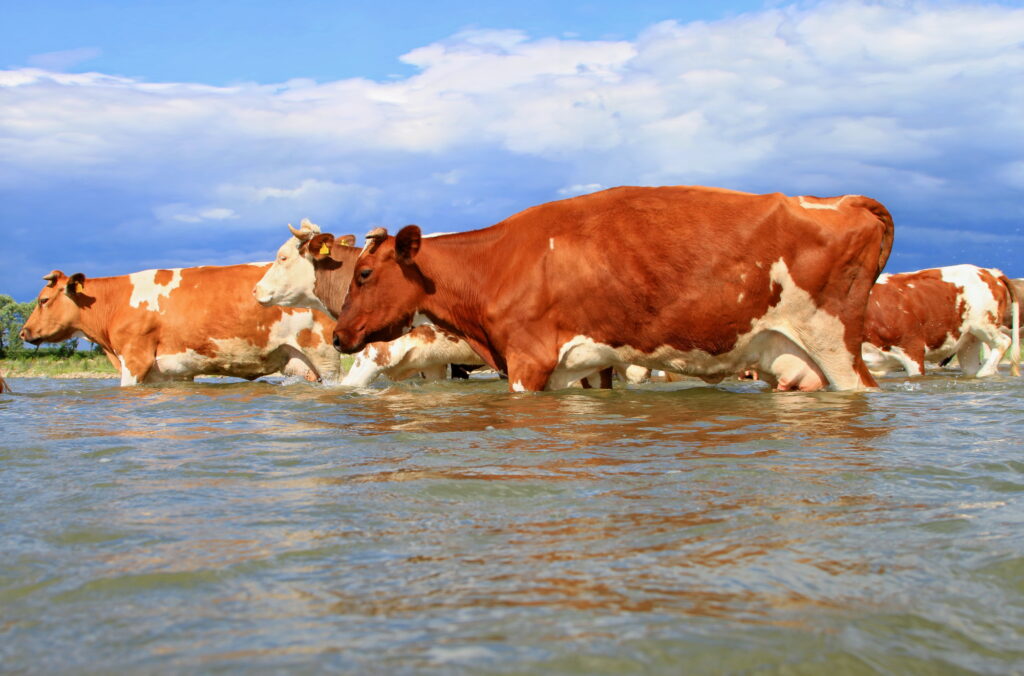 La huella hídrica de la Ganadería Bovina