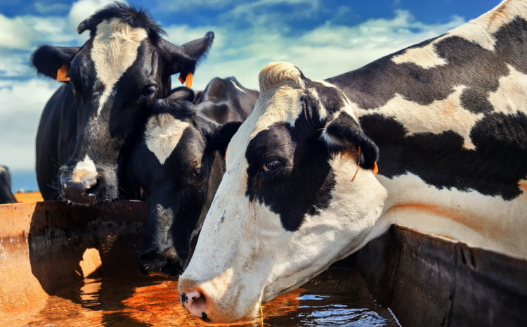 Principales amenazas de una mala calidad de agua en el ganado