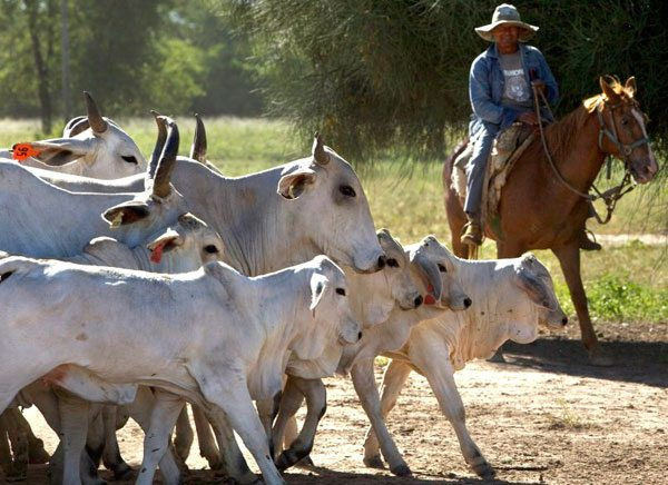 Impulsores clave para el desarrollo sostenible en la ganadería