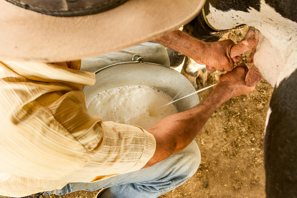 Reducción de Biofilms en Ganado Lechero con Zeogain