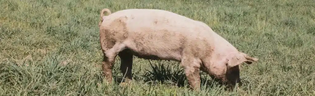 Cerdo pastando