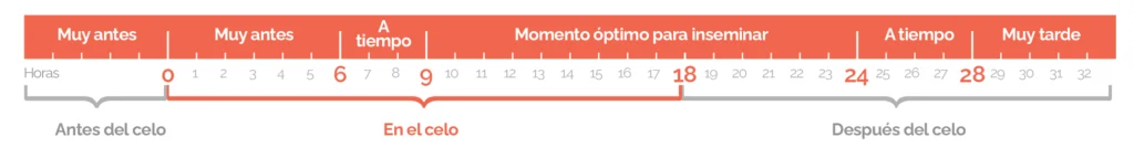 Celo de una vaca por día