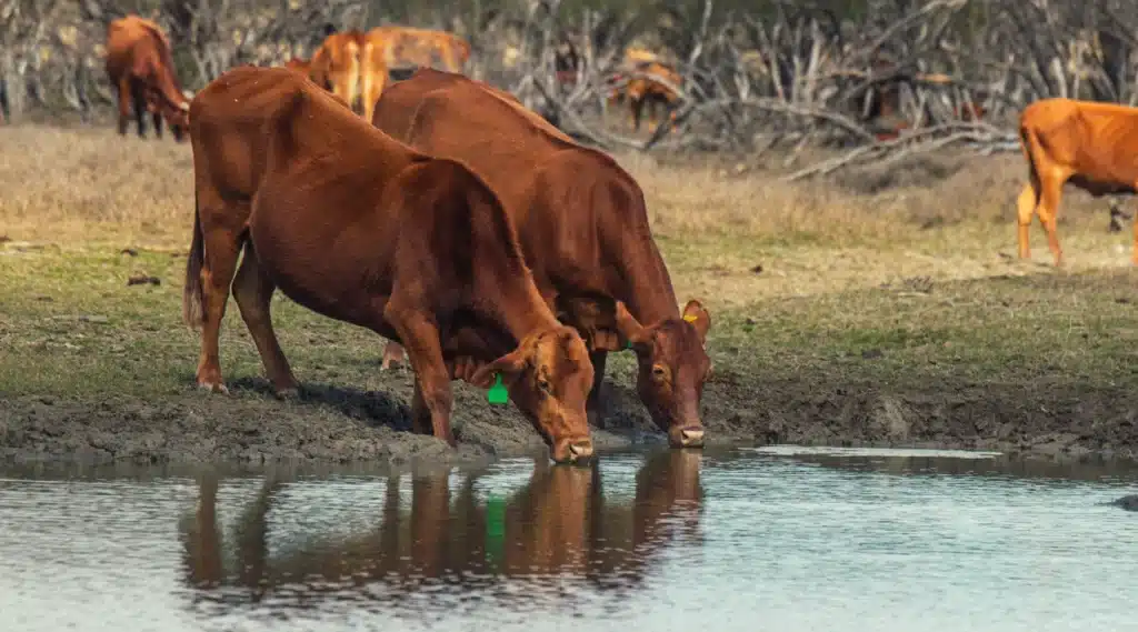 Vacas bebiendo agua en el campo